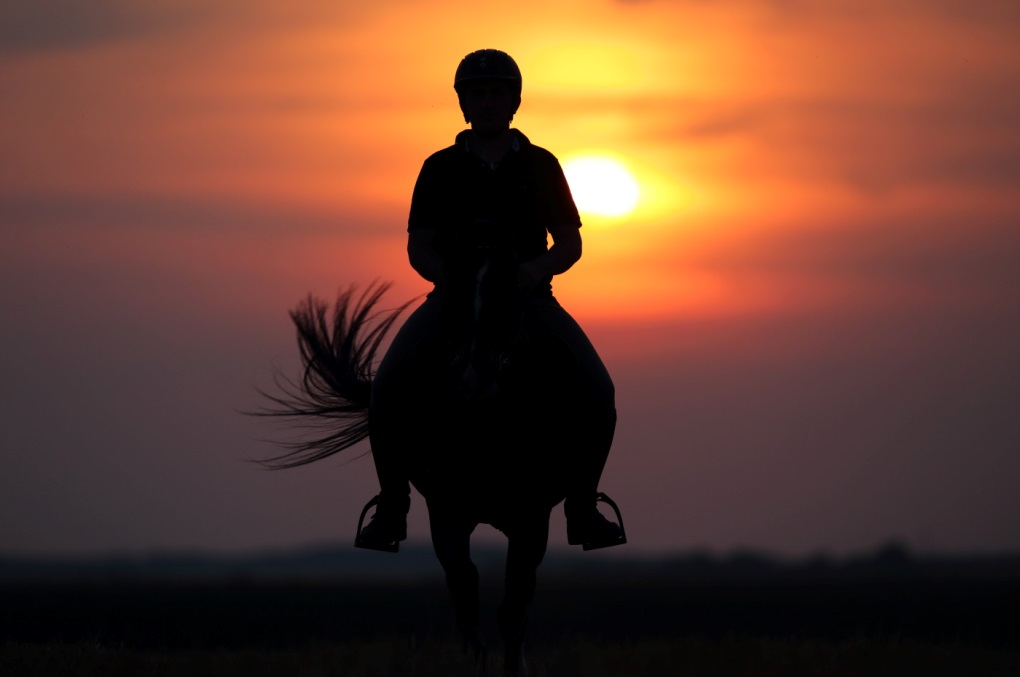 pferd